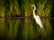 Great Egret