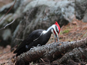 Pileated  woody pecker  male 