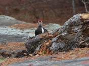 Pileated  woody pecker  male 