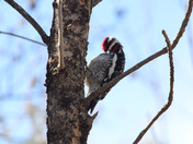 Pileated  woody pecker  male 