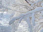 Up Close and Personal with Snow