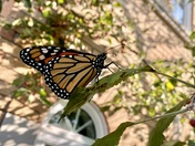 A Monarch Butterfly in His Home