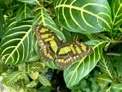 Malachite Spirotea Stelenes