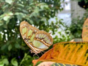 Malachite Spirotea Stelenes