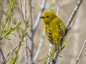 Yellow Warbler......