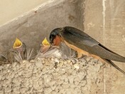 Barn Swallows