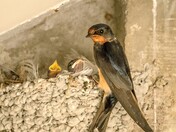 Barn Swallows