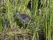 Common Gallinule