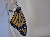  Fresh out of a cocoon, new monarch was born.