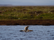 Two adult Pacific Loon or Pacific Diver and juvenile swimming around in an arctic lake with willows in the background