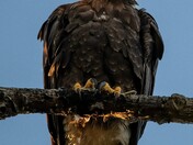 Eagles in morning light