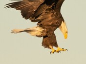 Eagle in the morning