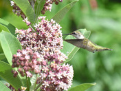 Nectaring