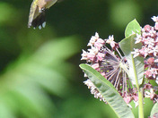 Hummingbird