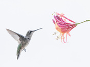 Hummingbird