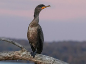 Cormorant at Sunset