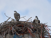 Osprey calling