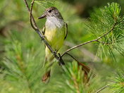 Great Crested Flycatcher