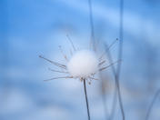 First snow magic (adult edition)