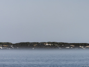 The Saguenay fjord Belugas