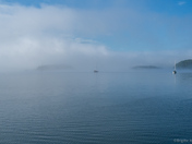 The Saguenay fjord Belugas