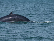 The Saguenay fjord Belugas