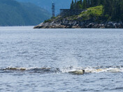 The Saguenay fjord Belugas