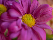 The Saguenay fjord Belugas
