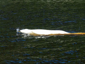 The Saguenay fjord Belugas