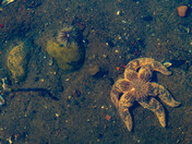 The Saguenay fjord Belugas