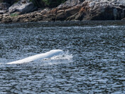 The Saguenay fjord Belugas