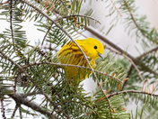 Yellow Warbler