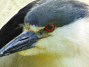 Night Heron Close Up