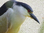 Night Heron Close Up