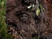 Bison with a Pretty Decoration in his Fur. 