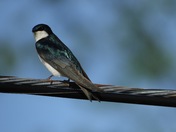 Resting Iridescent tree swallow