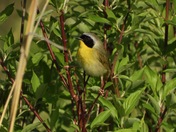 Male Common Yellowthroat