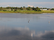 Great Blue Herons in Evening Light