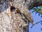 Northern Flicker Feeding Chicks