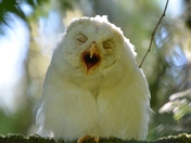 spirit owl