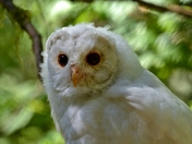spirit owl (2)
