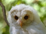 spirit owl