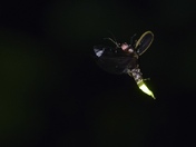 Firefly In-Flight