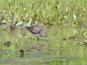 Solitary Sandpiper