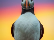 Puffin Love