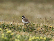 Common ringed plover near Pond Inlet