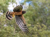 Northern Harrier