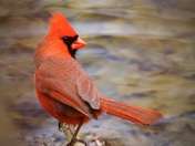 cardinal