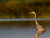 Good Morning Heron