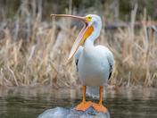 White Pelican 